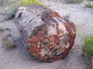 petrified log
