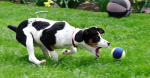 Chasing the tennis ball