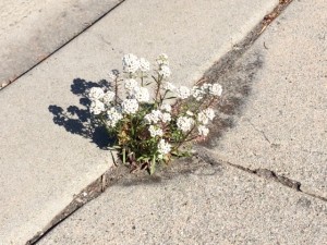 Bloom in the Cracks