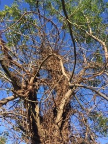 Poison Ivy in tree