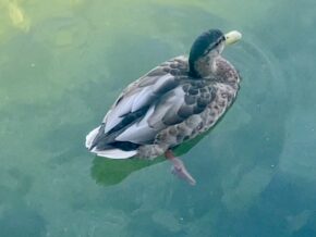The Grace Beneath a Duck